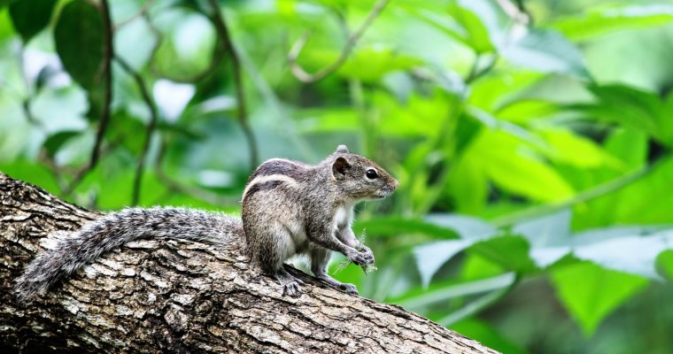 Do Squirrels Hibernate During the Winter?
