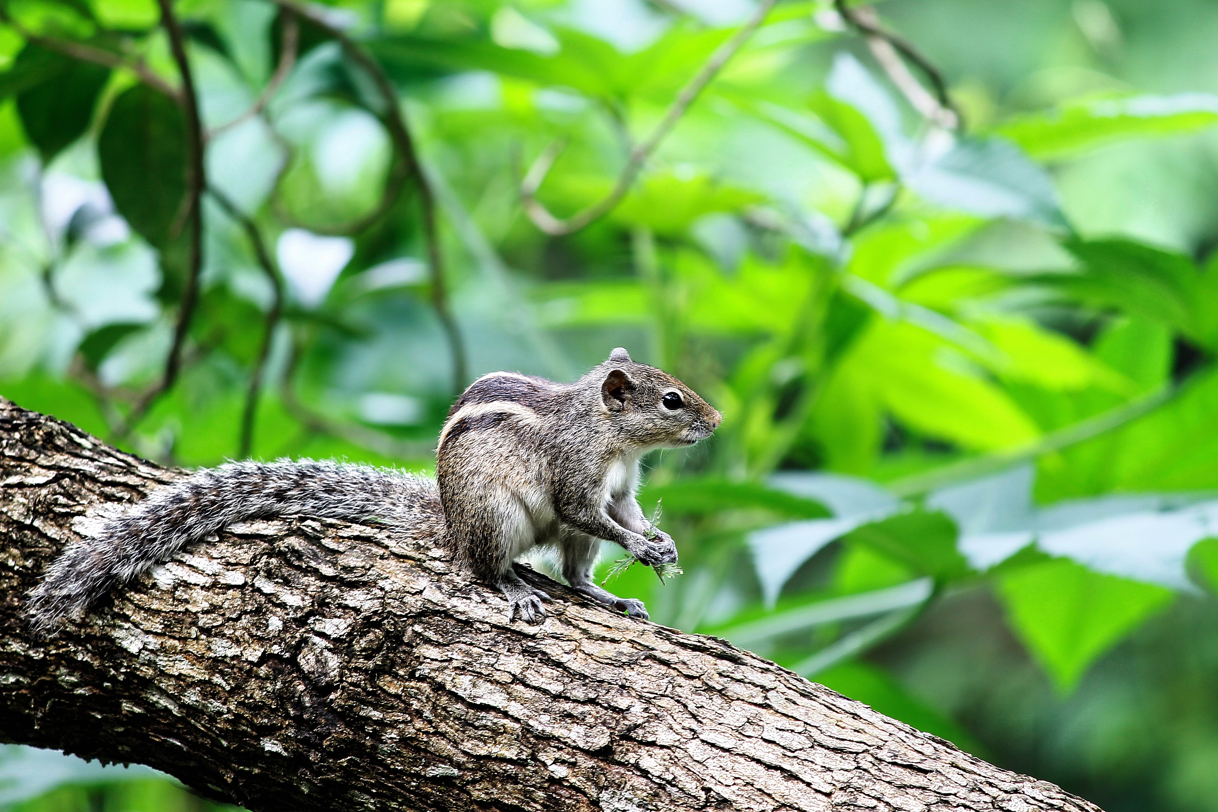 Do Squirrels Hibernate During the Winter?