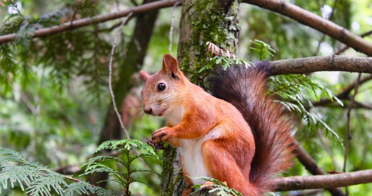 What Kind of Foods Do Squirrels Eat?