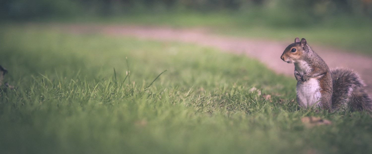 All About Squirrels | Everything You Ever Wanted To Know About Squirrels